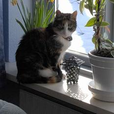 Blanding af racer Mille RIP :-(