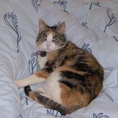 Blanding af racer Mille RIP :-(