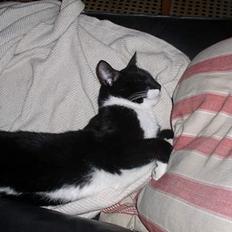 Blanding af racer Mr.Missy