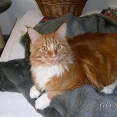 Maine Coon Bamse