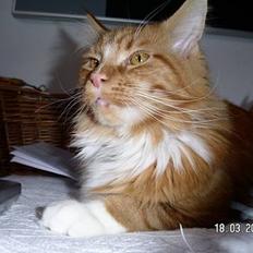 Maine Coon Bamse