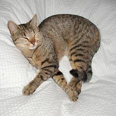 Blanding af racer Trille 