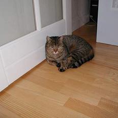 Blanding af racer Trille 