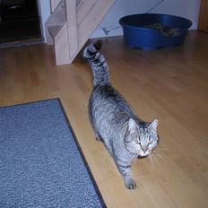 Blanding af racer Trille 