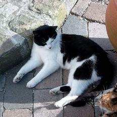 Blanding af racer Fedberg.