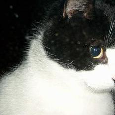 Blanding af racer Fedberg.