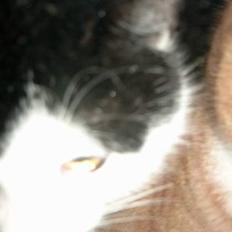 Blanding af racer Fedberg.