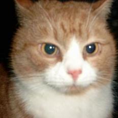 Blanding af racer Garfield