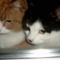 Blanding af racer Garfield