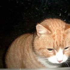 Blanding af racer Garfield