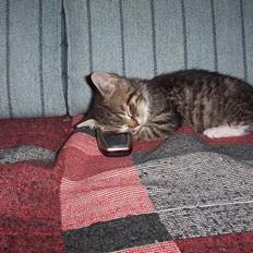 Blanding af racer ollie