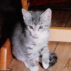 Huskat ˜”°º•Erantis•º°”˜ DØD :'(