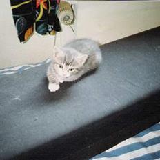 Huskat ˜”°º•Erantis•º°”˜ DØD :'(