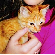 Huskat ***Findus*** † død †