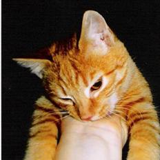 Huskat ***Findus*** † død †