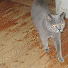 Blanding af racer speedy 