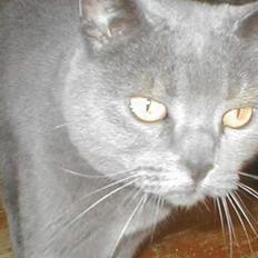 Blanding af racer speedy 