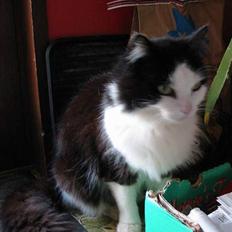 Blanding af racer Strit