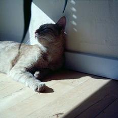 Blanding af racer Oggy