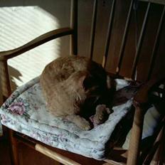 Blanding af racer Oggy