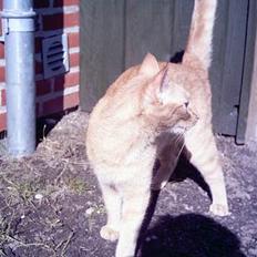 Blanding af racer Oggy