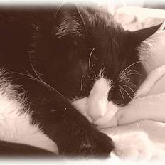 Huskat Manse R.I.P 1994 - 2008