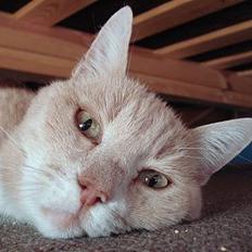 Blanding af racer Flemming R.I.P.