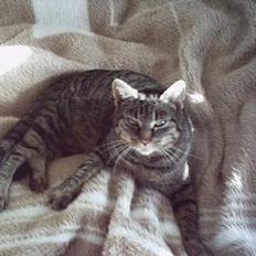 Blanding af racer Fenja! *Død/Forsvundet*