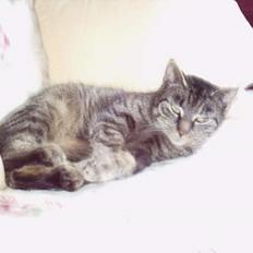 Blanding af racer Fenja! *Død/Forsvundet*