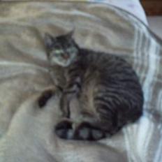 Blanding af racer Fenja! *Død/Forsvundet*