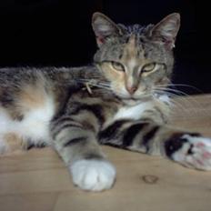 Huskat Beauthy *DØD-2006*