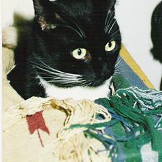 Blanding af racer mebo