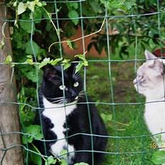 Blanding af racer mebo