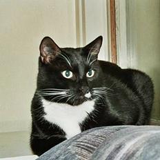 Blanding af racer mebo