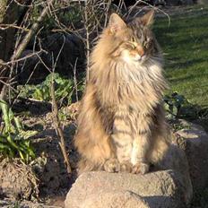 Maine Coon Løvehulens Hotlips