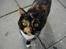 Blanding af racer FELINA