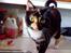 Blanding af racer FELINA