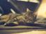 Huskat Mickey - R.I.P