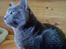 Korat Kitty R.I.P. - KItty i profil