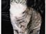 Huskat ˜”°º•Erantis•º°”˜ DØD :'( - Rantis leger fotomodel i vores ledersofa...!!