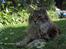 Maine Coon Løvehulens Hotlips - havens dronning -Hotlips med bellis  