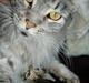 Maine Coon DK Wildenrath's Aske RIP