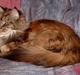Maine Coon Fenja