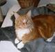 Maine Coon Bamse