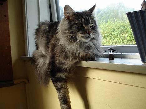 Maine Coon DK Maine Streams BENJAMIN - Yndlings beskæftigelsen. billede 3