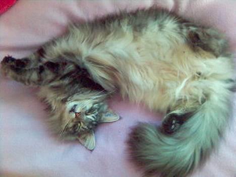 Maine Coon DK Maine Streams BENJAMIN - Ahhhhh en lille lur.. billede 4