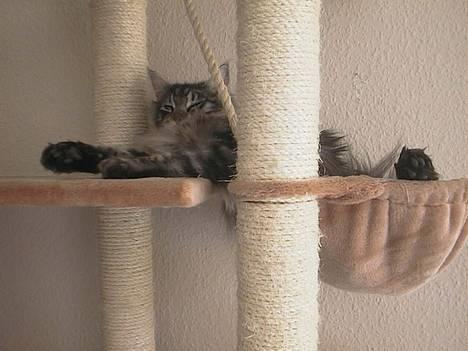 Maine Coon DK Maine Streams BENJAMIN - Altså der var ikke lige plads i hængekøjen til mig, jeg fylder lige lidt mere... billede 5