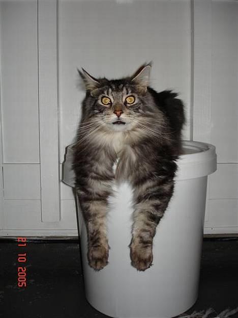 Maine Coon DK Maine Streams BENJAMIN - Doooooooo billede 6