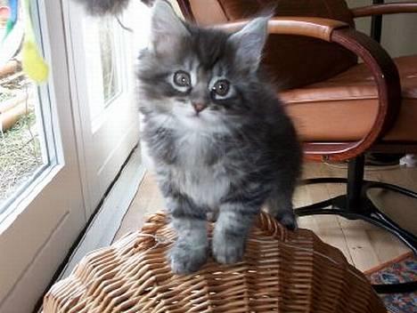 Maine Coon DK Maine Streams BENJAMIN - Benjamin som lillebitte killing (er jeg ikk sød) billede 7