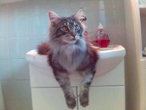 Maine Coon DK Maine Streams BENJAMIN - Smart ikk billede 8